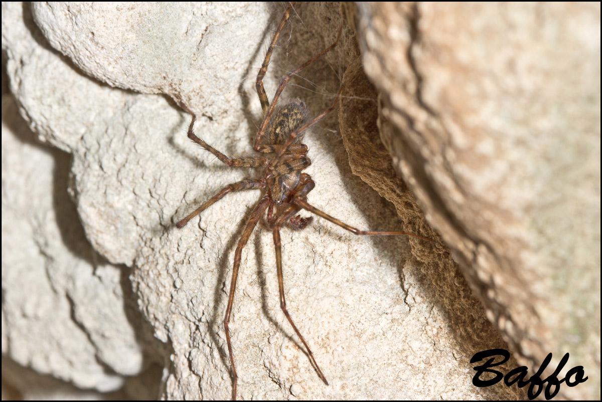 Malthonica silvestris - Samatorza (TS)